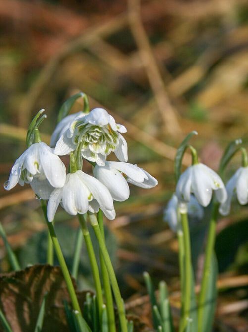 Підсніжник Nivalis Flore Pleno (1 шт. в упаковці)